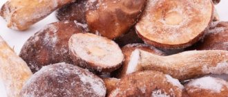 Rules for freezing porcini mushrooms