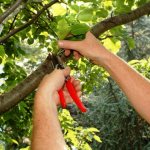 Proper pruning and shaping of fruit trees