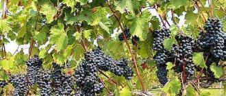 Правильно сформированный куст винограда