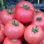 &#39;Advantages and disadvantages of the Torbay tomato: why you should try growing it&#39; width=&quot;800