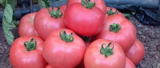 &#39;Advantages and disadvantages of the Torbay tomato: why you should try growing it&#39; width=&quot;800