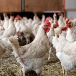 With coccidiosis, chickens experience diarrhea mixed with blood.