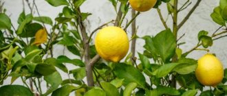 Причины скручивания листьев лимона