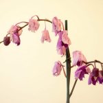 Reasons for wilting of orchid flowers