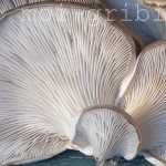 cooking oyster mushrooms