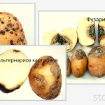 Примеры гнилей картофеля (ризоктониоз, фузариоз, альтернариоз)