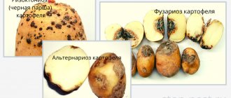 Examples of potato rots (rhizoctoniosis, fusarium blight, alternaria blight)