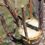 Cherry grafting in spring and summer
