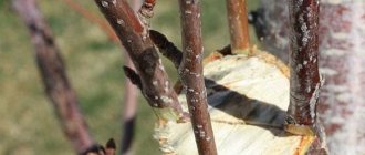 Cherry grafting in spring and summer
