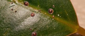 signs of scale insects on ficus
