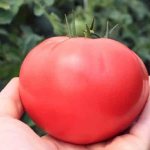 &#39;A recognized favorite among gardeners is the &quot;Rosy Cheeks&quot; tomato&#39; width=&quot;800