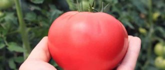 'Признанный любимец среди огородников - томат "Розовые щечки"' width="800