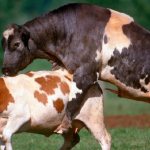 Cow mating process