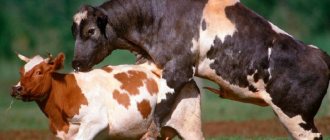 Cow mating process