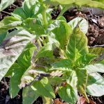 Prevention and treatment of downy mildew