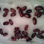 Seed germination step by step
