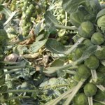 Proven ways to store Brussels sprouts for the winter in fresh, frozen and canned form