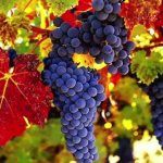 Proven ways to preserve grapes for the winter at home