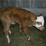 Rickets in a calf