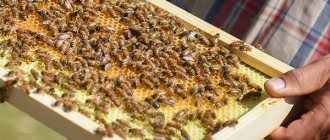 Рамка с пчелами
