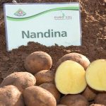 &#39;Early ripening potato variety &#39;Nandina&#39;