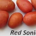 'Раннеспелый сорт картофеля с высокой степенью лежкости "Ред Соня"' width="800