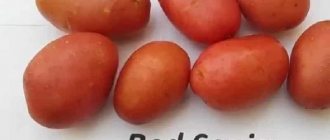 &#39;Early ripening potato variety with a high degree of keeping quality &quot;Red Sonya&quot;&#39; width=&quot;800