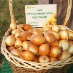 &#39;Early ripening onion variety for universal use &quot;Strigunovsky local&quot;&#39; width=&quot;800