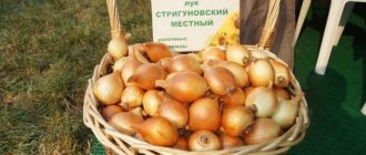 &#39;Early ripening onion variety for universal use &quot;Strigunovsky local&quot;&#39; width=&quot;800