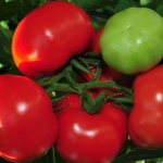Early varieties of tomatoes