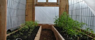 Arrangement of beds in a 3x6 greenhouse: layout secrets, creative ideas with photos
