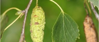 birch seed distribution