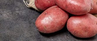 Распространенные сорта красного картофеля