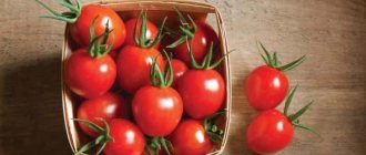 Расскажем и покажем как сохранить помидоры долго свежими: интересные лайфхаки от опытных хозяев
