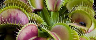 Venus flytrap plant