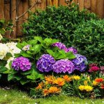 plants for planting with hydrangeas