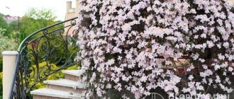 Various varieties of clematis serve as a traditional decoration for front gardens and summer cottages of domestic gardeners.