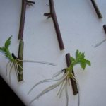 Propagation of hawthorn at home: seeds, cuttings, grafting
