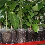 Hibiscus propagation - all methods