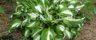 Hosta propagation by dividing the bush in the fall