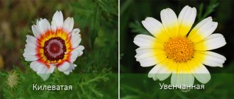 Varieties of chrysanthemums