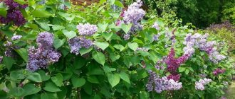 varieties of dwarf lilac