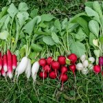 Different varieties of radish