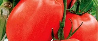 &#39;Development of domestic breeders for the Russian climate - tomato &quot;Valentina&quot;&#39; width=&quot;800