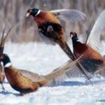 Breeding pheasants for hunting