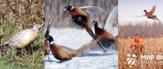 Разведение фазанов для охоты