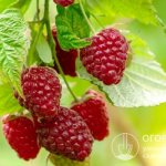Advertising descriptions of the remontant large-fruited raspberry Monomakh&#39;s Cap (pictured) are of great interest to many gardeners, but reviews about it are very contradictory