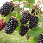 Remontant blackberry variety Gigant