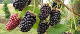 Remontant blackberry variety Gigant