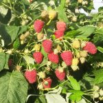 Remontant raspberry variety Joan Jay